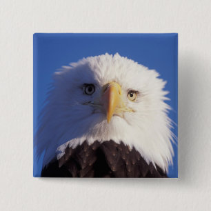 bald eagle, Haliaeetus leucocephalus, head shot, 2 Inch Square Button