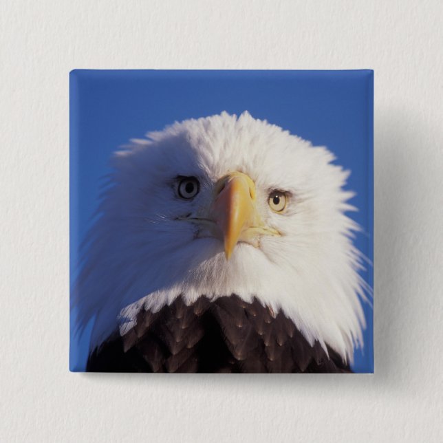 bald eagle, Haliaeetus leucocephalus, head shot, 2 Inch Square Button (Front)