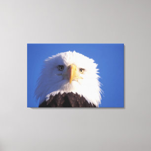 bald eagle, Haliaeetus leucocephalus, head shot, Canvas Print