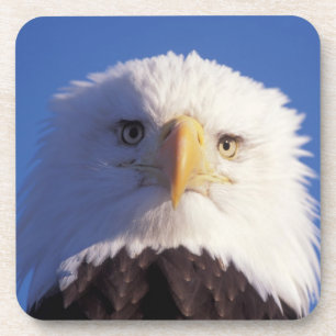 bald eagle, Haliaeetus leucocephalus, head shot, Coaster