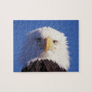 bald eagle, Haliaeetus leucocephalus, head shot, Jigsaw Puzzle