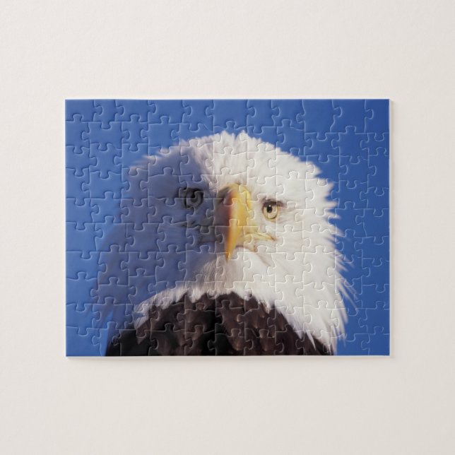 bald eagle, Haliaeetus leucocephalus, head shot, Jigsaw Puzzle (Horizontal)