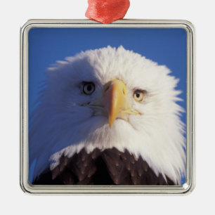 bald eagle, Haliaeetus leucocephalus, head shot, Metal Ornament