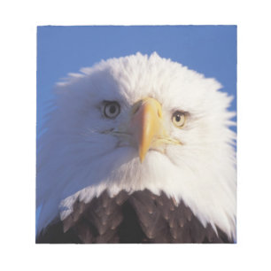 bald eagle, Haliaeetus leucocephalus, head shot, Notepad