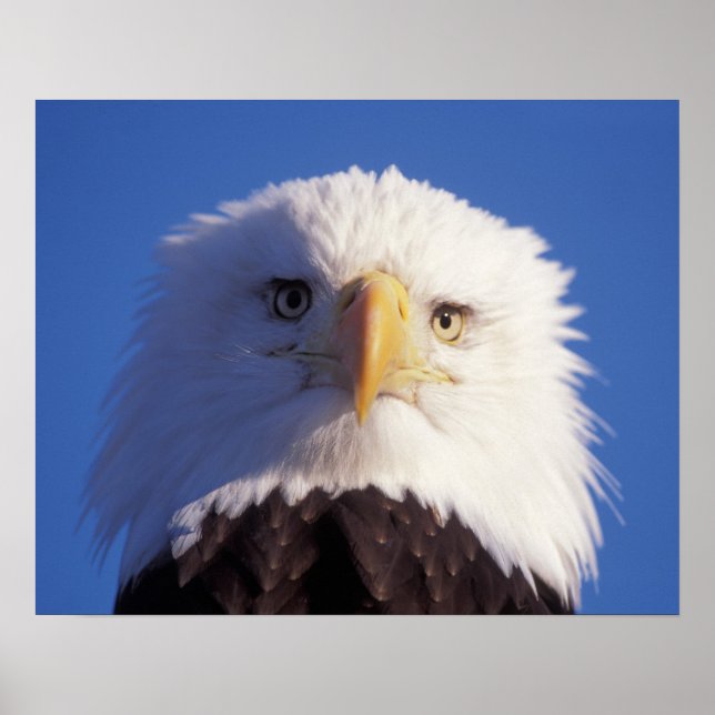bald eagle, Haliaeetus leucocephalus, head shot, Poster (Front)