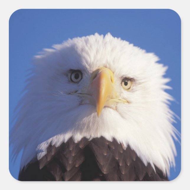 bald eagle, Haliaeetus leucocephalus, head shot, Square Sticker (Front)