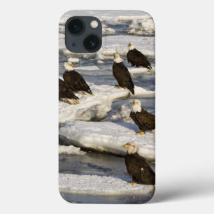 Bald Eagle, Haliaeetus leucocephalus, Homer, 2 iPhone 13 Case
