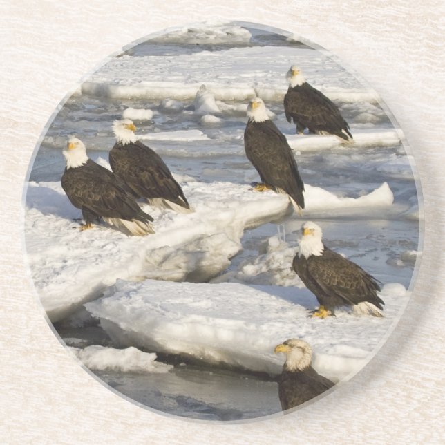 Bald Eagle, Haliaeetus leucocephalus, Homer, 2 Coaster (Front)
