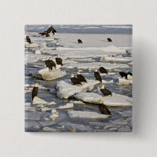 Bald Eagle, Haliaeetus leucocephalus, Homer, 2 Inch Square Button