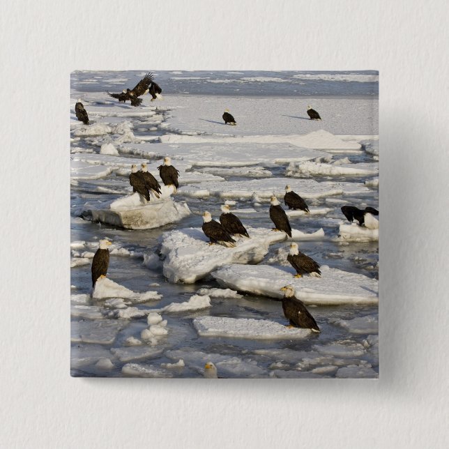 Bald Eagle, Haliaeetus leucocephalus, Homer, 2 Inch Square Button (Front)
