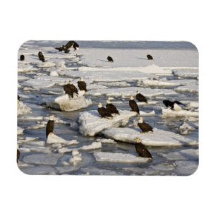 Bald Eagle, Haliaeetus leucocephalus, Homer, 2 Magnet
