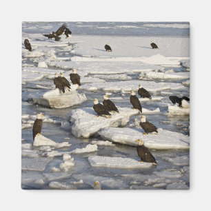 Bald Eagle, Haliaeetus leucocephalus, Homer, 2 Magnet