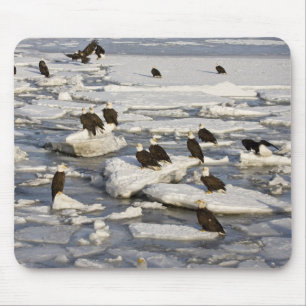 Bald Eagle, Haliaeetus leucocephalus, Homer, 2 Mouse Pad