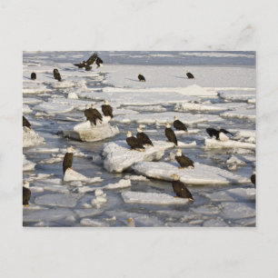 Bald Eagle, Haliaeetus leucocephalus, Homer, 2 Postcard