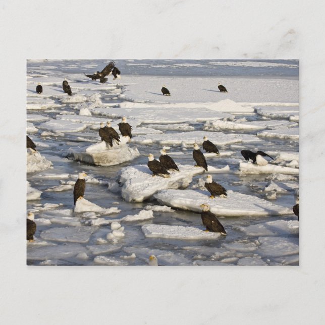 Bald Eagle, Haliaeetus leucocephalus, Homer, 2 Postcard (Front)
