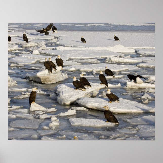 Bald Eagle, Haliaeetus leucocephalus, Homer, 2 Poster (Front)