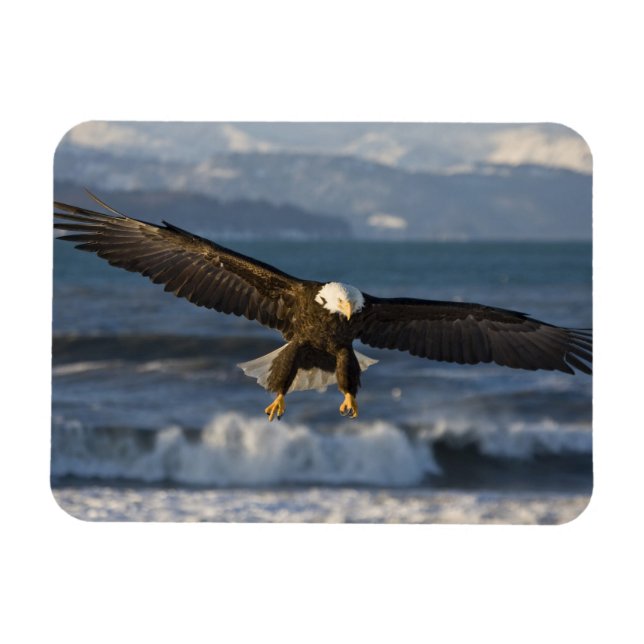 Bald Eagle, Haliaeetus leucocephalus, Homer, 3 Magnet (Horizontal)