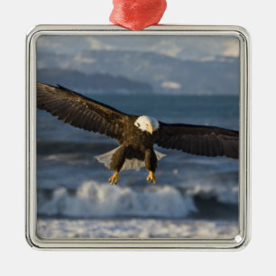 Bald Eagle, Haliaeetus leucocephalus, Homer, 3 Metal Ornament