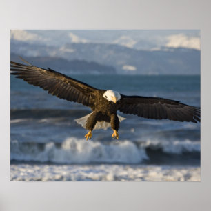 Bald Eagle, Haliaeetus leucocephalus, Homer, 3 Poster
