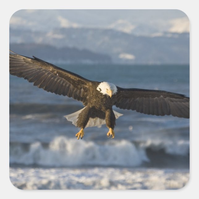 Bald Eagle, Haliaeetus leucocephalus, Homer, 3 Square Sticker (Front)