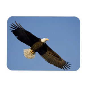 Bald Eagle, Haliaeetus leucocephalus, Homer, 4 Magnet