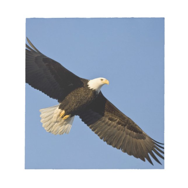 Bald Eagle, Haliaeetus leucocephalus, Homer, 4 Notepad (Front)