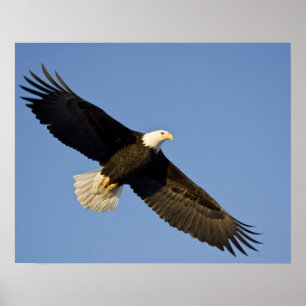 Bald Eagle, Haliaeetus leucocephalus, Homer, 4 Poster