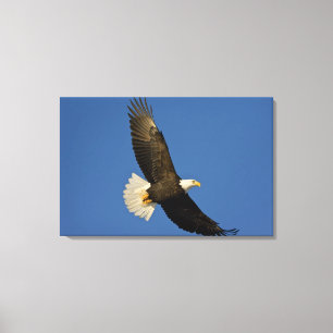Bald Eagle, Haliaeetus leucocephalus, Homer, Canvas Print