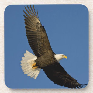 Bald Eagle, Haliaeetus leucocephalus, Homer, Coaster