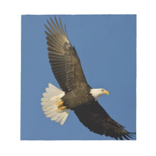 Bald Eagle, Haliaeetus leucocephalus, Homer, Notepad