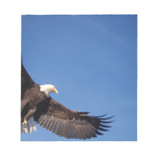 bald eagle, Haliaeetus leucocephalus, in flight 2 Notepad