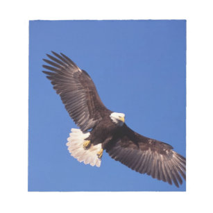 bald eagle, Haliaeetus leucocephalus, in flight 3 Notepad