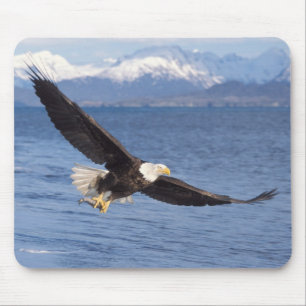 bald eagle, Haliaeetus leucocephalus, in flight 4 Mouse Pad