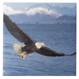 bald eagle, Haliaeetus leucocephalus, in flight 4 Tile