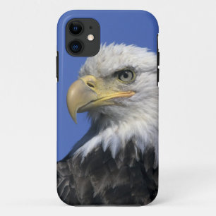 Bald Eagle, (Haliaeetus leucocephalus), wild, iPhone 11 Case