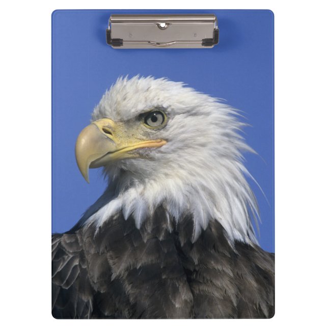 Bald Eagle, (Haliaeetus leucocephalus), wild, Clipboard (Front)