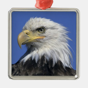 Bald Eagle, (Haliaeetus leucocephalus), wild, Metal Ornament