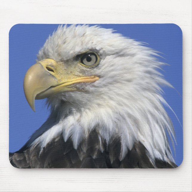 Bald Eagle, (Haliaeetus leucocephalus), wild, Mouse Pad (Front)