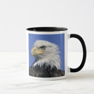 Bald Eagle, (Haliaeetus leucocephalus), wild, Mug