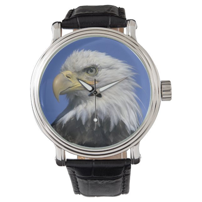 Bald Eagle, (Haliaeetus leucocephalus), wild, Watch (Front)