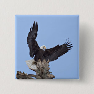 Bald Eagle (Haliaeetus leucocephalus) with wings 2 Inch Square Button