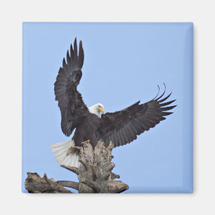 Bald Eagle (Haliaeetus leucocephalus) with wings Magnet