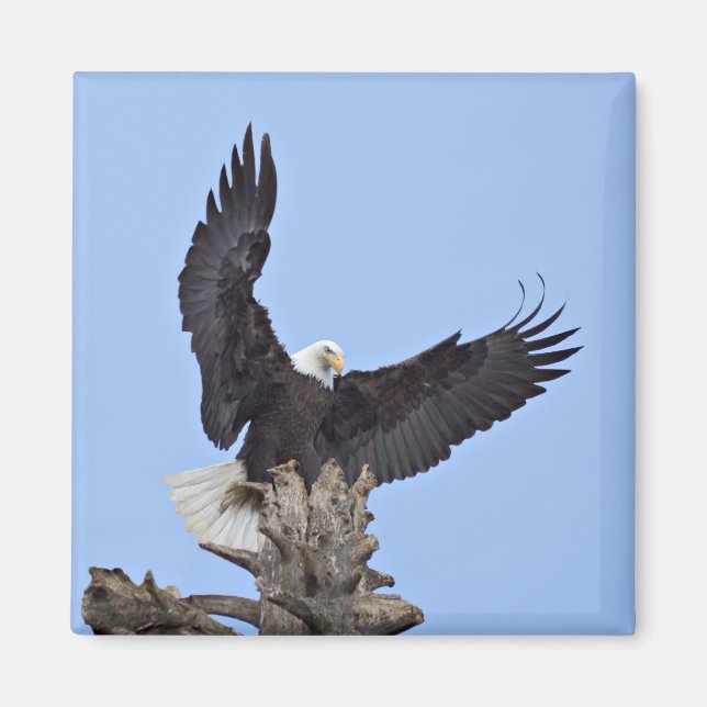 Bald Eagle (Haliaeetus leucocephalus) with wings Magnet (Front)