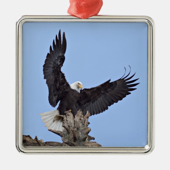 Bald Eagle (Haliaeetus leucocephalus) with wings Metal Ornament (Front)