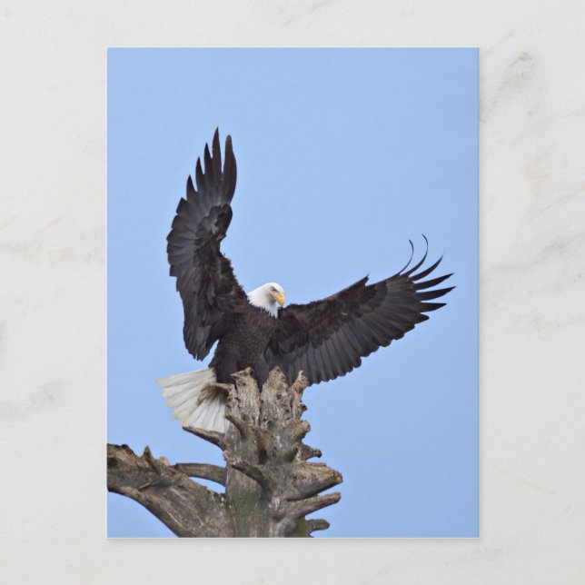 Bald Eagle (Haliaeetus leucocephalus) with wings Postcard (Front)