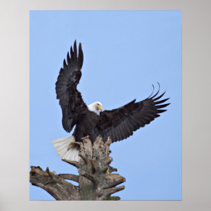 Bald Eagle (Haliaeetus leucocephalus) with wings Poster