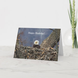Bald Eagle having a bad hair day Card