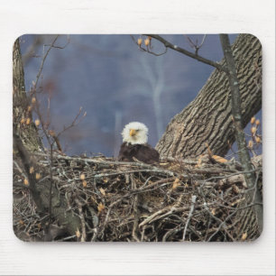 Bald Eagle having a bad hair day Mouse Pad