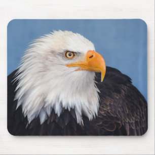 bald eagle, hawk, raptor mouse pad