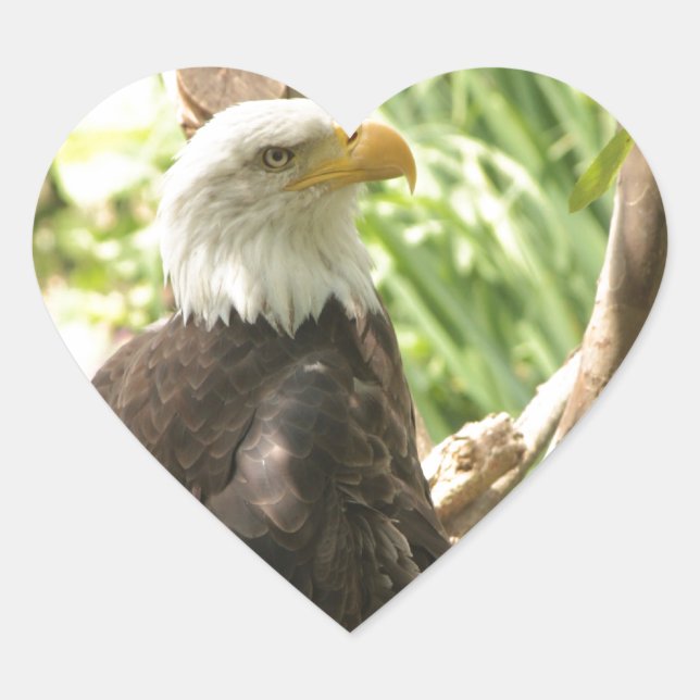 Bald Eagle Heart Sticker (Front)